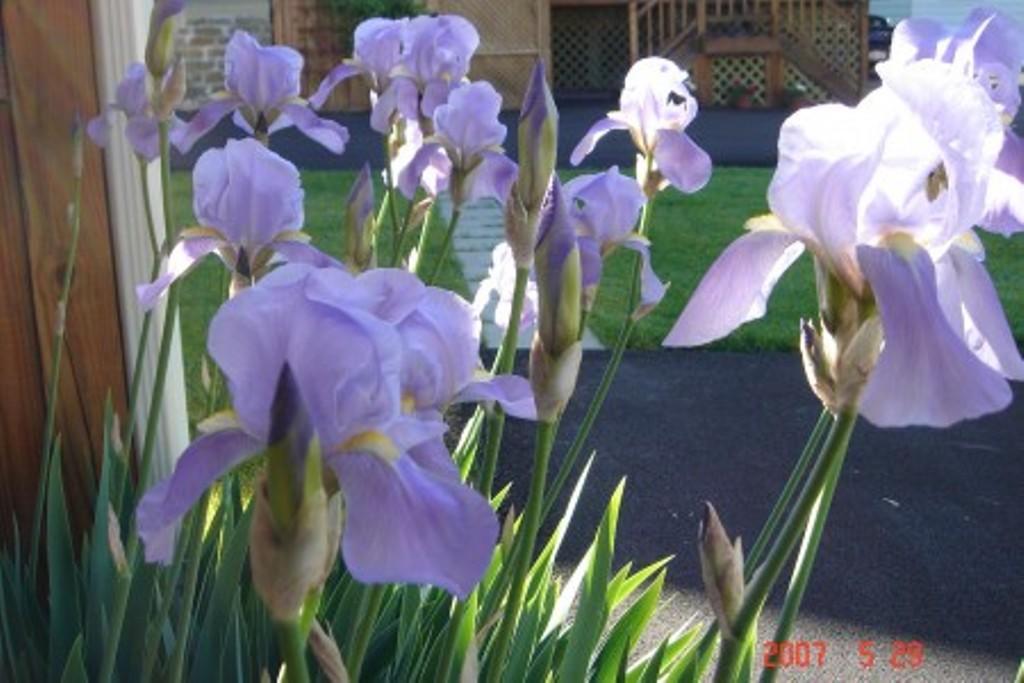 Trimmer House Bed And Breakfast Penn Yan Exteriör bild